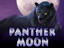 Panther Moon в игровом клубе Вулкан